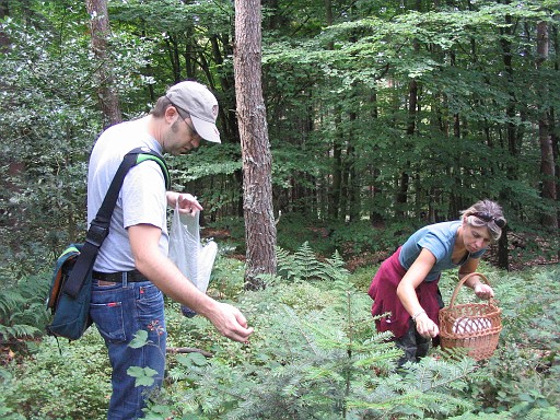 006.jpg - took a break from mushrooms to collect some blackberries