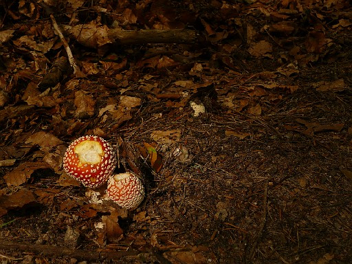 033.jpg - poisonous shrooms: amanite tue mouche