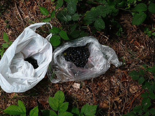 040.jpg - the collection of blueberries and blackberries