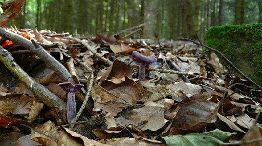 055.jpg - clitocybe améthyste