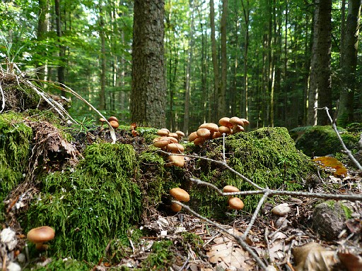 064.jpg - mushroom farm