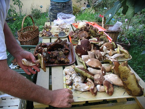 079.jpg - the organization of the mushrooms